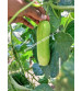 Cucumber / Kakri F1 Iris IHS-035 20 grams